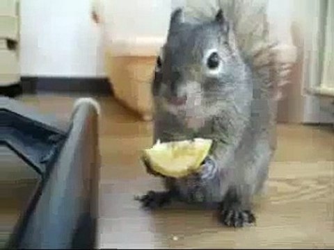 Юмор лимон Прикол Смех Белка с Приколы кушает животны
