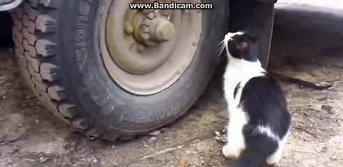 Kedi tom ve fare jery'nin rusya macerası