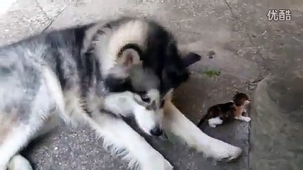 Big dog afraid from little fluffy kitten—在线播放—优酷网，视频高清在线观看