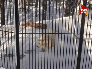 ロシア・ノヴォシビルスク動物園、シルカのバックステップ（Лунная походка)