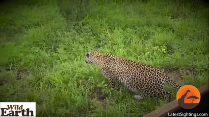 Leopard Stalks and Kills an Abandonded Impala Lamb