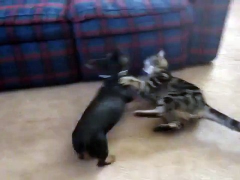 Cat Attacks Wiener Dog - Funny Cats Funny Dogs Videos - #Funny_Animals
