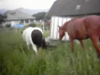 Let It Be & Tenessee au pré.