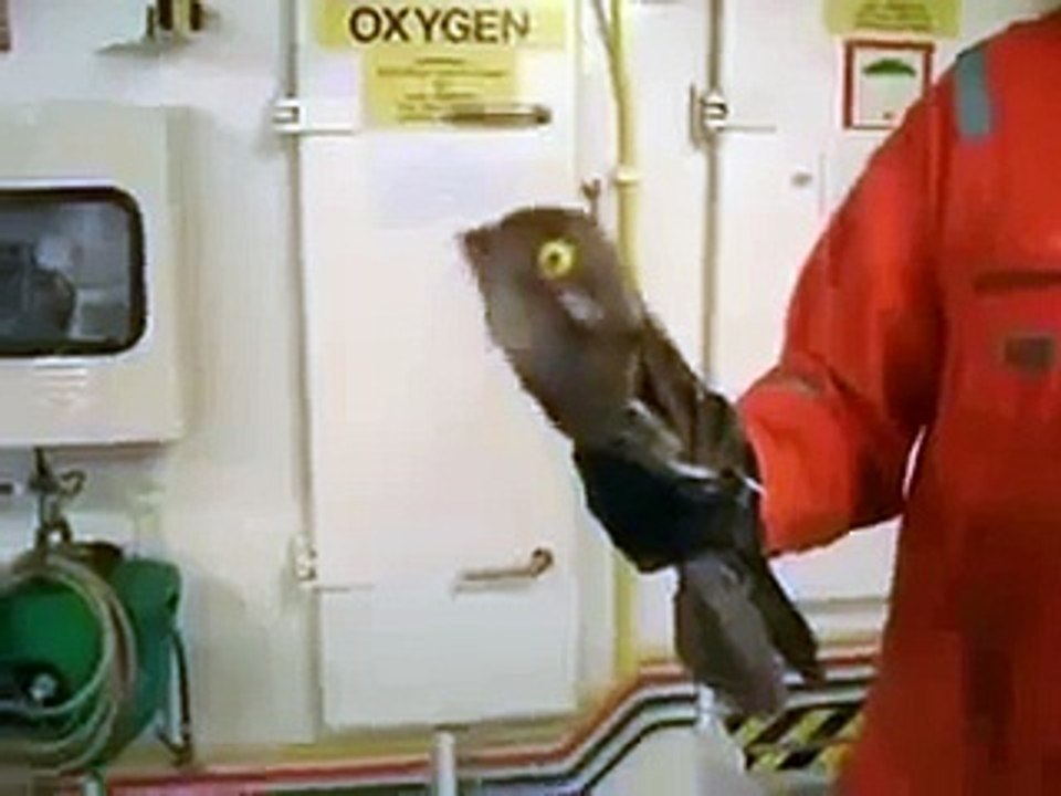 【衝撃映像】UMA 未確認生物まとめ【閲覧注意】　Impact UMA caught unidentified organisms! Others MPEG 4ビデオ merge