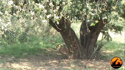 Lions (1 in tree) Kumana Dam - 28th September 2012 - Latest Sightings