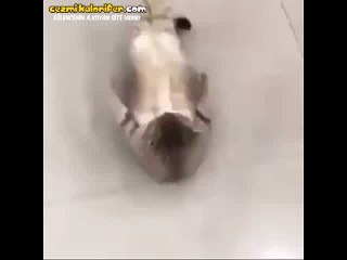 Göbeğini Eritip Fit Olmak İçin Mekik Çeken Kedi