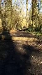 Bulldogs can not jump