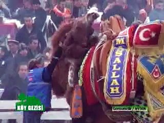 253 Germencik Deve Güresi