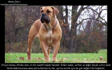 Dünyanın En Tehlikeli 15 Köpeği