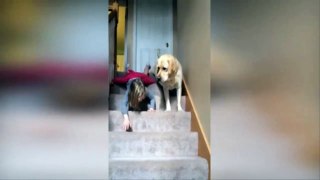 Girl's best friend as dog copies toddler sliding down the stairs with legs out behind it