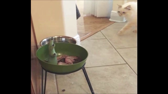 Pauvre chat piégé par ses maitres... Hilarant