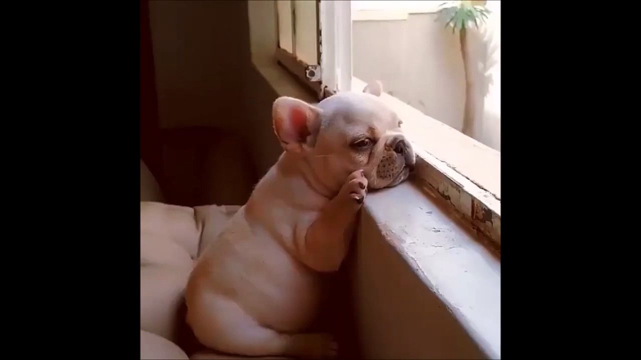 Un chiot en mode tranquille - Trop mignon