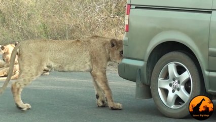 Lion Versus a Car's Bumper - Latest Wildlife Sightings