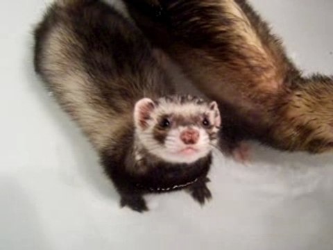 furet le bain