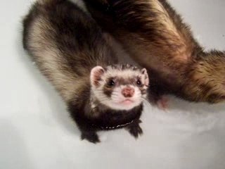 furet le bain