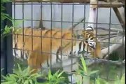 京都市動物園のアムールトラ Amur tiger of Kyoto Municipal Zoo