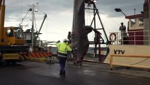 Rare, giant basking shark caught off Australia; donated to science