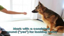 How To Teach Your Dog to Balance a Treat On Their Nose!