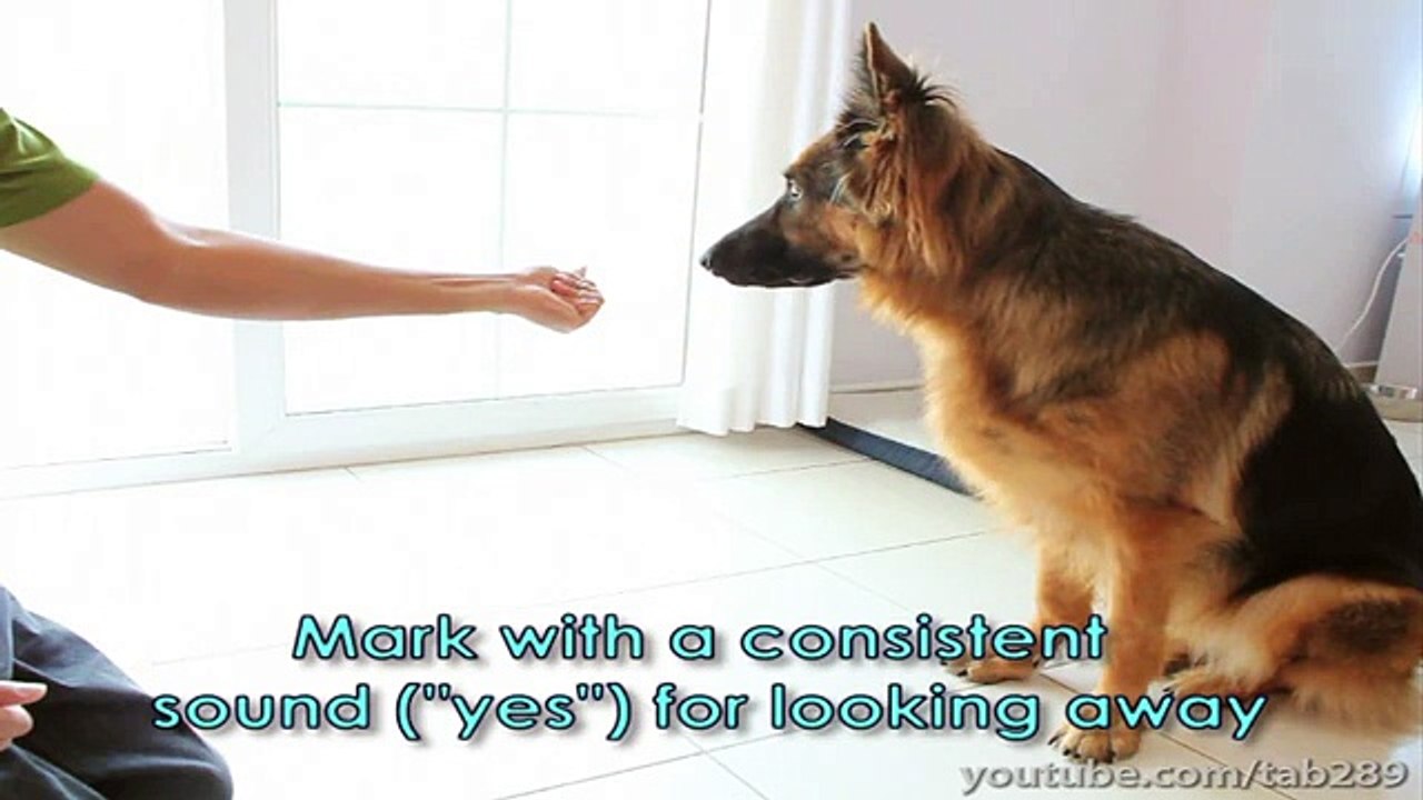 How To Teach Your Dog to Balance a Treat On Their Nose!
