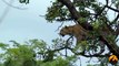 Leopard Kills Baby Vervet Monkey - 14th January 2012 - Latest Sightings