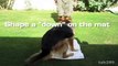 How To Train A Dog To Settle Down - Relax