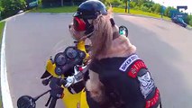 Daredevil dog narrowly escapes death by motorcycle