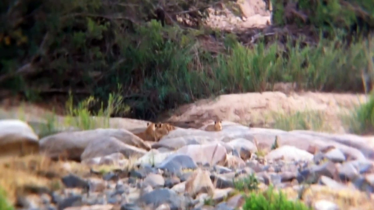 2 Lionesses and 7 cubs - 3 July 2012 - Latest Sightings