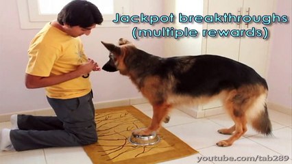 Dog Training Tutorial- Off-Leash Exercise (Send-Off)