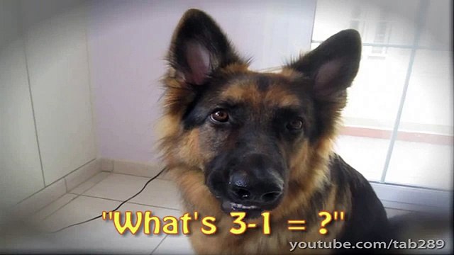 German Shepherd Does Math (Amazing Dog Trick!)