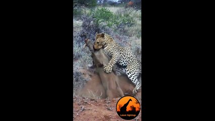 Leopard Kills Warthog in Burrow - Latest Wildlife Sightings