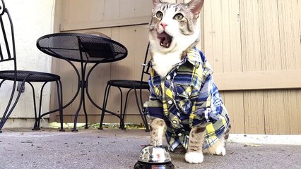 La, ce chat nous fait devenir chèvre ! !