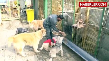 İran'da Sokak Köpekleri Barınağı