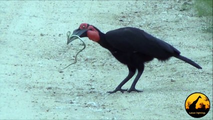 Ground Hornbill Catching a Boomslang Snake - Latest Wildlife Sightings
