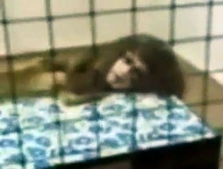 Strange Creature from a UFO?