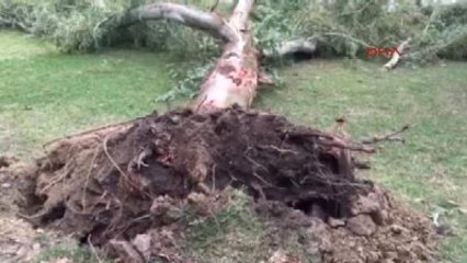 Manisa'da Lodos Ağaçları Kökünden Söktü