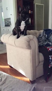 Epic mid-air dog collision captured in slow motion