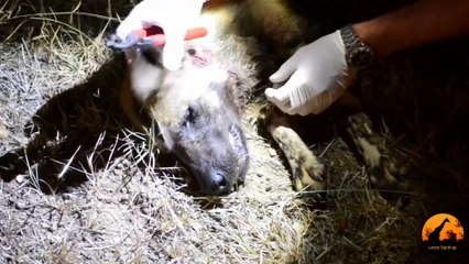 Endangered Wildlife Trust Saves A Wild Dog's Life