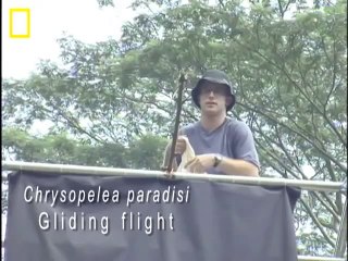 Incredible Flying Snake