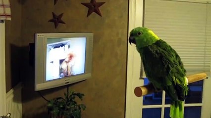 Funny Unusual Pets Video