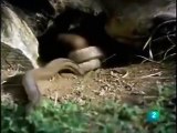 king cobra vs mongoose real fight