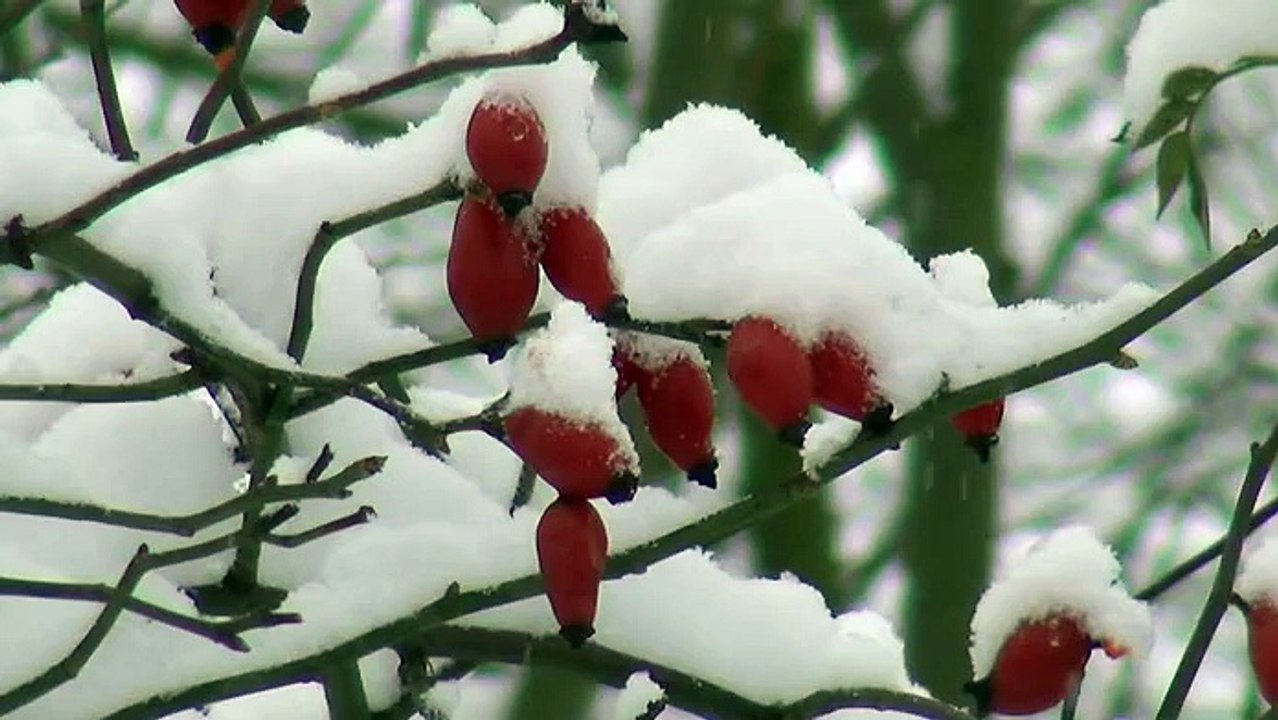 Winterspaziergang