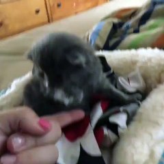 2 week old kitten practices low-five