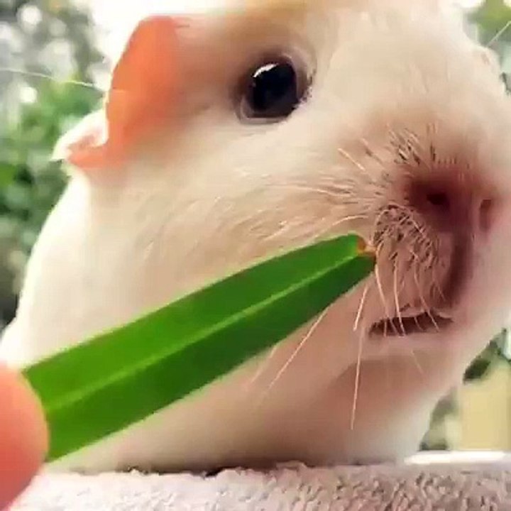 Cheeks