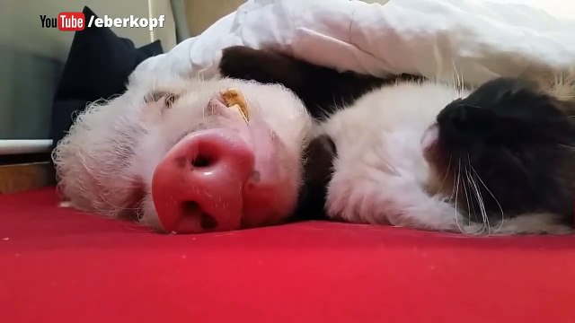 Cat snuggles, gently strokes snoring pig