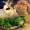 Eddy & Rambo Bunny Eating Vegetables