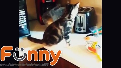 Funny Videos - Funny Cats - Funny Animals - Funny Dogs - Funny Cats