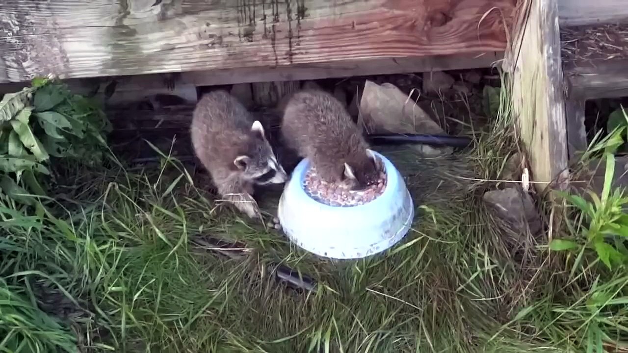 Raccoons dying for milk