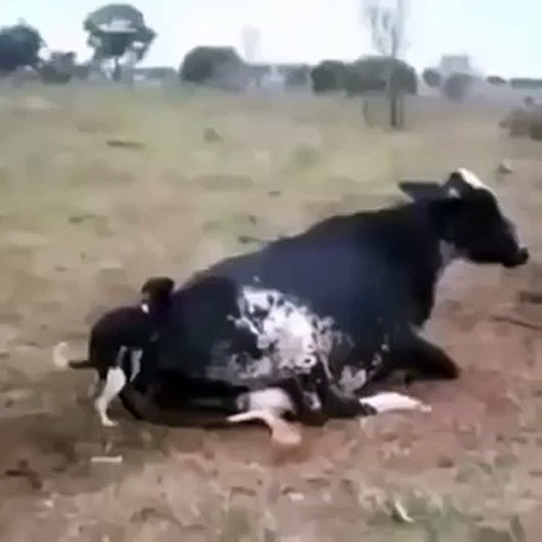 3d Dog Sex - funny dog sex with cow