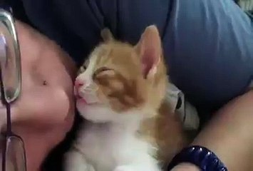 Watch this cat's adorable reaction to kissing by human