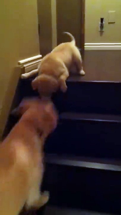 When the puppy has trouble going downstairs her big brother shows her and leads her down